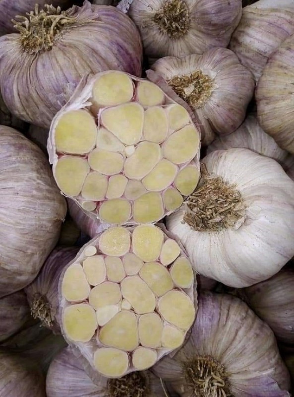 garlic from Egypt